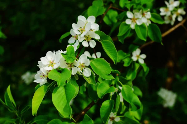 Blooming Bird Cherry Flowers Branch — Stock Photo, Image