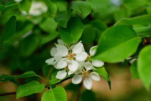 Blommande Fågel Körsbär Blommor Gren — Stockfoto