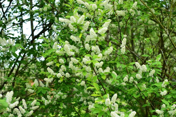 Kvetoucí Třešeň Květiny Větvi — Stock fotografie