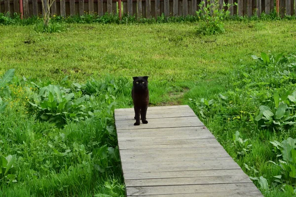 Chat Noir Marche Parmi Herbe — Photo