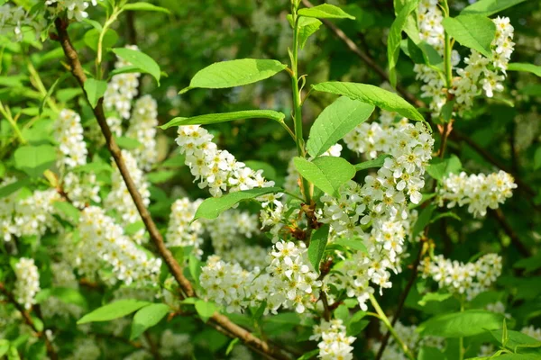 Blühende Vogelkirsche Blumen Auf Einem Zweig — Stockfoto