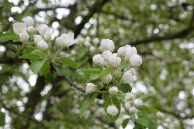 blooming apple tree, spring flowering