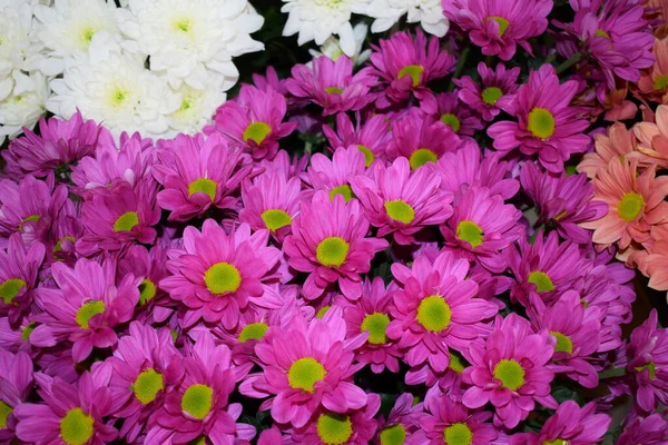Flores Brilhantes Buquê — Fotografia de Stock