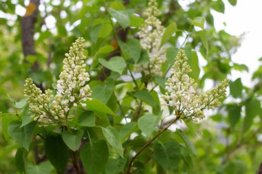 Leylak dalı, parkta çiçek açan leylak.