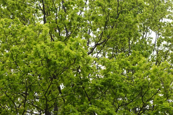 Гілки Дерева Листям Парку — стокове фото