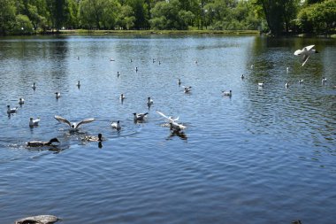 Gölette martılar, bahar günü