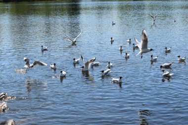 Gölette martılar, bahar günü