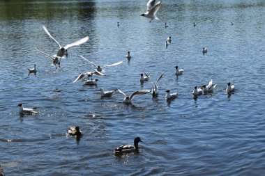 Gölette martılar, bahar günü