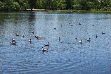 Gölette martılar, bahar günü