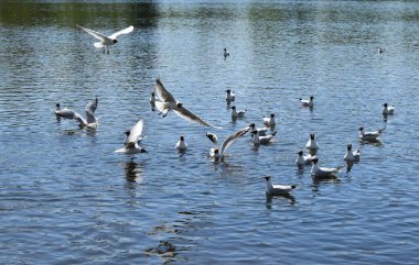 Gölette martılar, bahar günü
