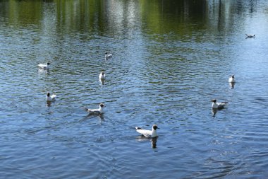 Gölette martılar, bahar günü