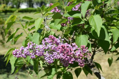 Çiçek açan ağaçlar, baharda parkta