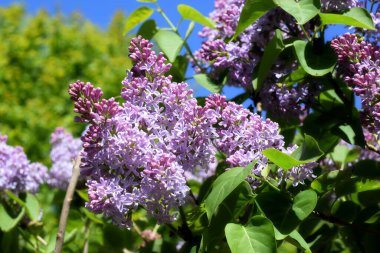 bahar parkı, güneşli gün, bahar