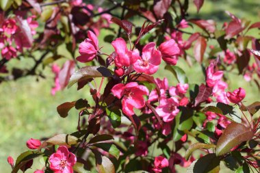 Çiçek açan ağaçlar, baharda parkta