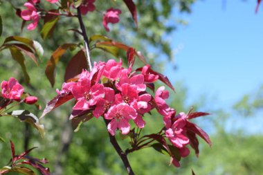 bahar parkı, güneşli gün, bahar