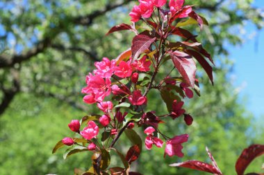Çiçek açan ağaçlar, baharda parkta