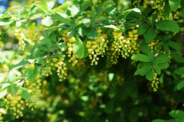 Blommande Träd Vår Parken — Stockfoto