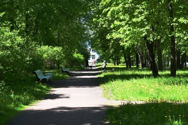 Весенний Парк Солнечный День Весна — стоковое фото