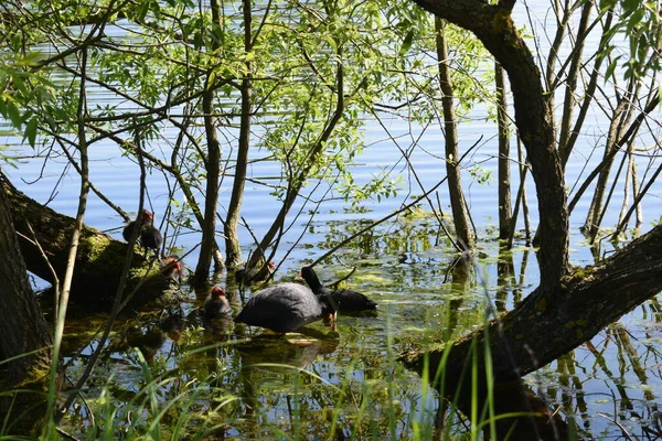 Enten Schwimmen Teich — Stockfoto