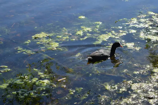 Canards Nagent Dans Étang — Photo