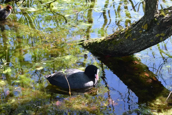 Eenden Zwemmen Vijver — Stockfoto