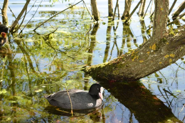 Enten Schwimmen Teich — Stockfoto