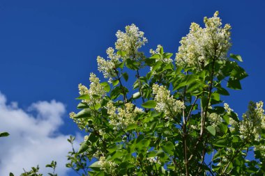 Bahçede çiçek açan leylak