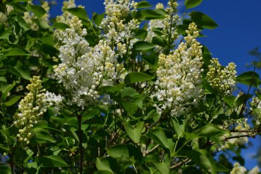 Bahçede çiçek açan leylak