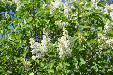 Bahçede çiçek açan leylak