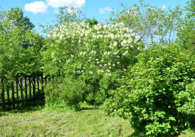 Bahçede çiçek açan leylak