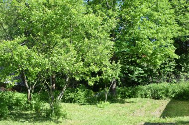 bahar parkı, güneşli gün, bahar