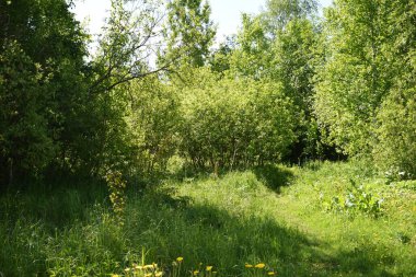 Bahçede çiçek açan leylak