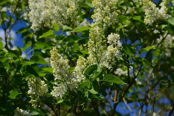 Lilas Fleurs Dans Jardin — Photo