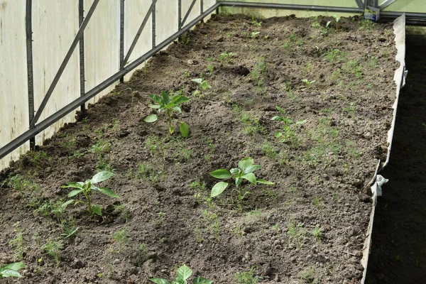 Invernaderos Parcela Cultivo Verduras —  Fotos de Stock