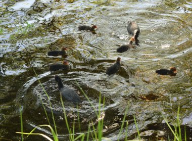 Park alanı, dinlenme ve spor için bir yer.