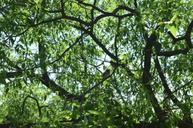 Park alanı, dinlenme ve spor için bir yer.