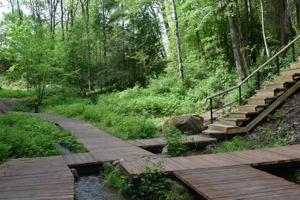 spring water spring, forest spring