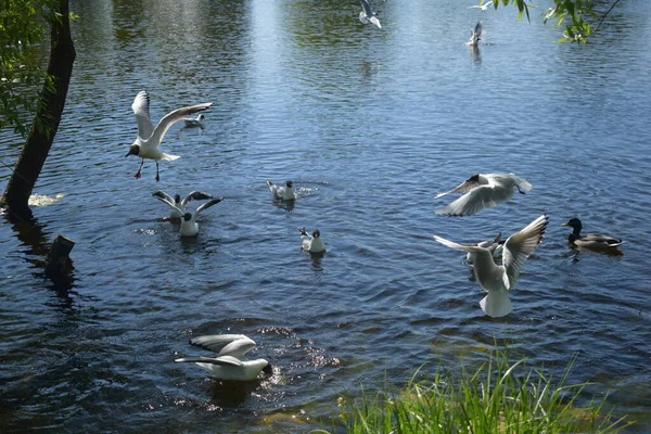 Vögel Teich Sommertag — Stockfoto