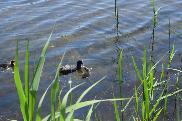 Vögel Teich Sommertag — Stockfoto