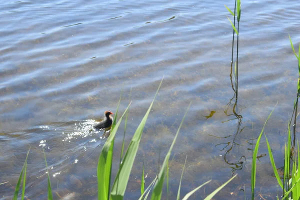 Enten Teich Vögel Über Dem Teich Sommertag — Stockfoto