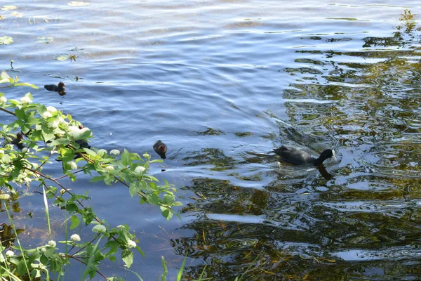 Canard Aux Canetons Nage Dans Étang — Photo