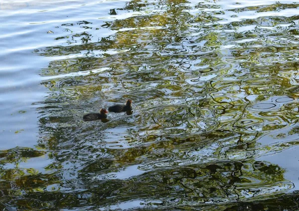 Patos Estanque Pájaros Sobre Estanque Día Verano — Foto de Stock