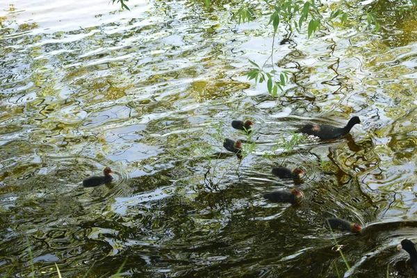 Enten Teich Vögel Über Dem Teich Sommertag — Stockfoto