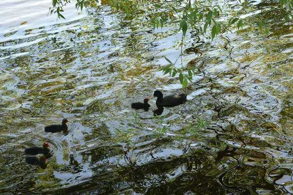 Park Zur Erholung Ein Ort Für Spaziergänge — Stockfoto