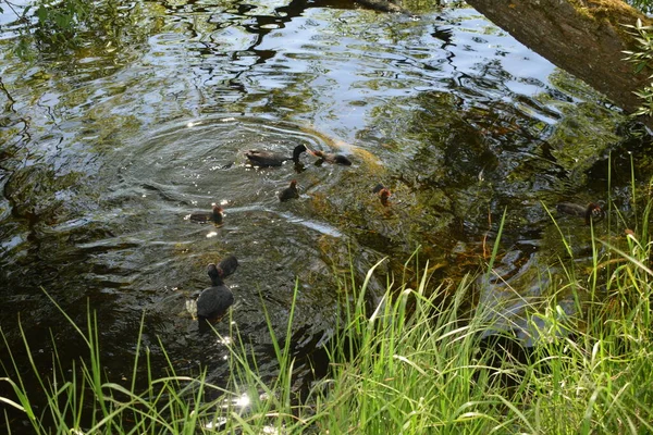 Kaczki Stawie Ptaki Nad Stawem Letni Dzień — Zdjęcie stockowe