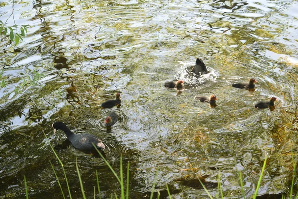 Enten Teich Vögel Über Dem Teich Sommertag — Stockfoto