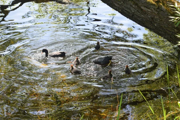 Park Zur Erholung Ein Ort Für Spaziergänge — Stockfoto