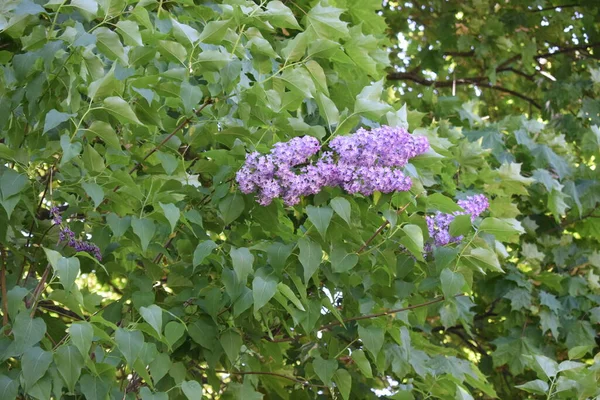 Blühender Flieder Frühling Erwachen Der Natur — Stockfoto