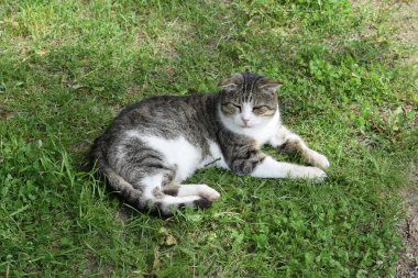 Kedi çimlerin üzerinde yatıyor, yaz günü.