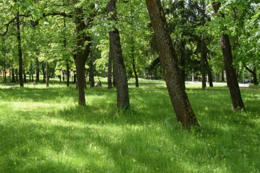 Bahçe düzenleme, insan rahatlama yeri.